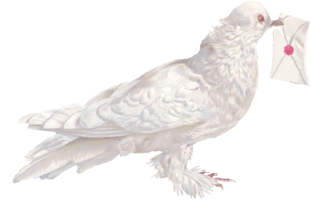 Голубь03 - Rock Dove (464x336), Png Download