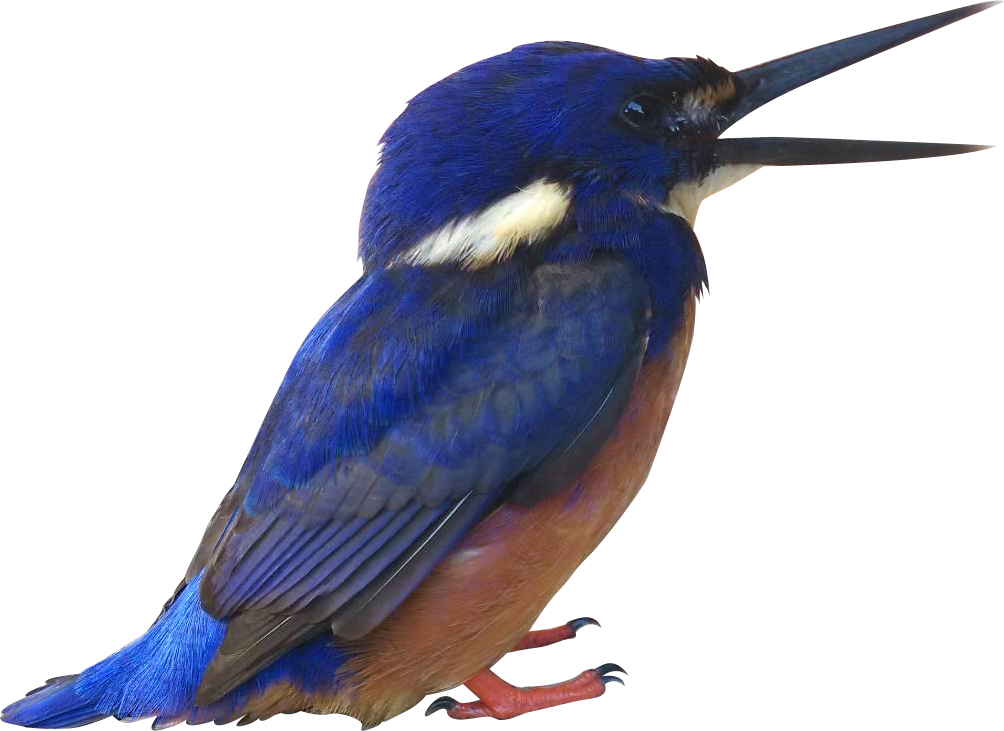 Blue Kingfisher - Portable Network Graphics (1004x731), Png Download