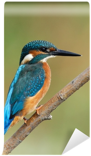 Common Kingfisher (400x400), Png Download