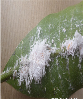 Colony Of Icerya Aegyptiaca On The Main Nervure Of - Viceroy (butterfly) (903x419), Png Download