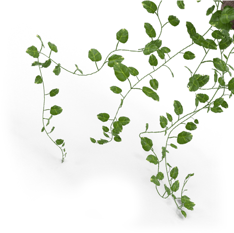Vimal Agro Products Pvt - Food (497x510), Png Download