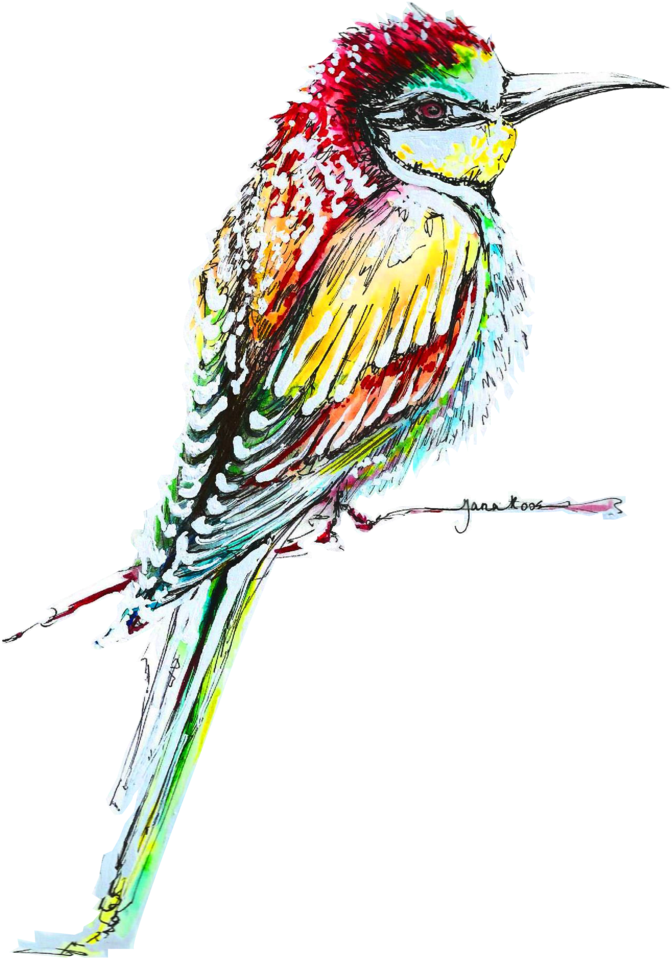 Kingfisher Bird Png High-quality Image - Bee Eater (690x993), Png Download