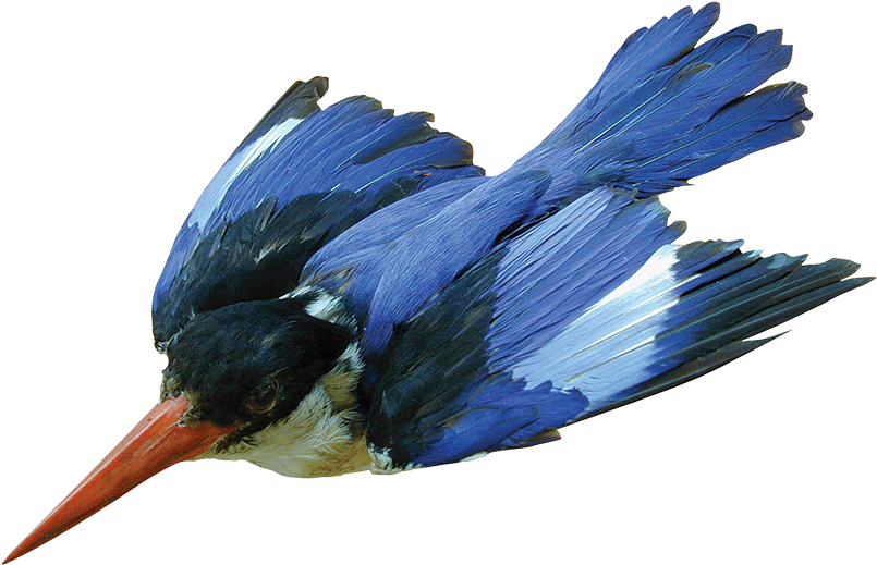 This Week's What's On The Van Comes From Malgosia Nowak-kemp, - Black Capped Kingfisher Png (895x671), Png Download