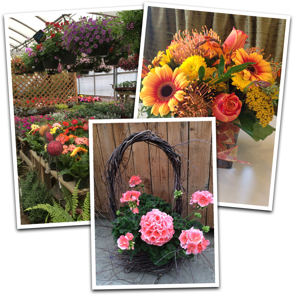 Floral Designs - Chrysanths (1000x1000), Png Download