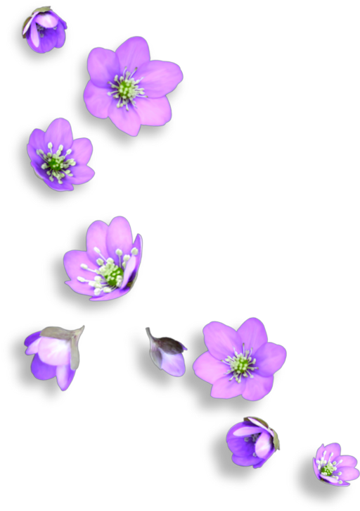 Mq Flowers Falling Garden Purple Remix - Purple Flower Falling Png (1024x1024), Png Download