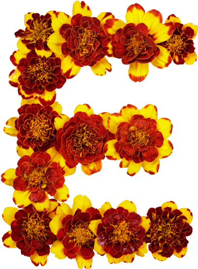 12 Flower Letters Font Images Flower Fonts Alphabet - Flower Letter E (527x583), Png Download