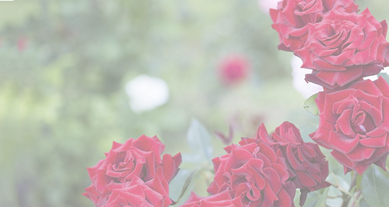 Background-1 - Rose (568x303), Png Download