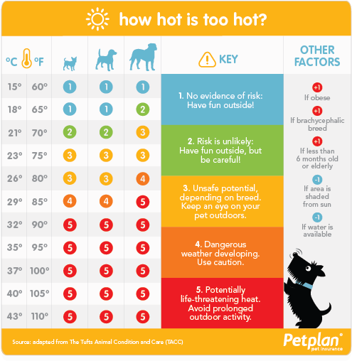 A - Pet (531x536), Png Download