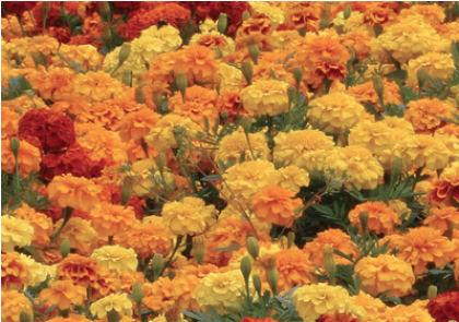 Calendula Mist (8 Fl Oz By Volume) Certified Organic - Boy O Boy Marigold (420x420), Png Download