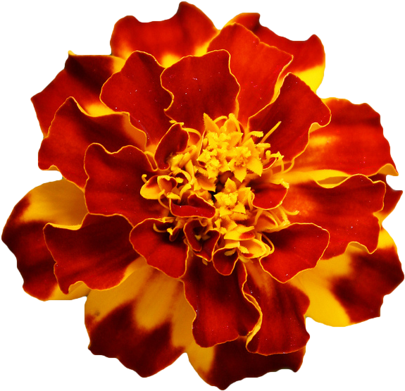 Red Marigold Flower Png (590x565), Png Download