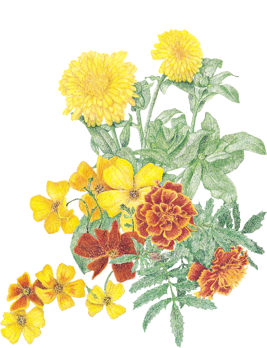 Marigolds Transparent (600x732), Png Download