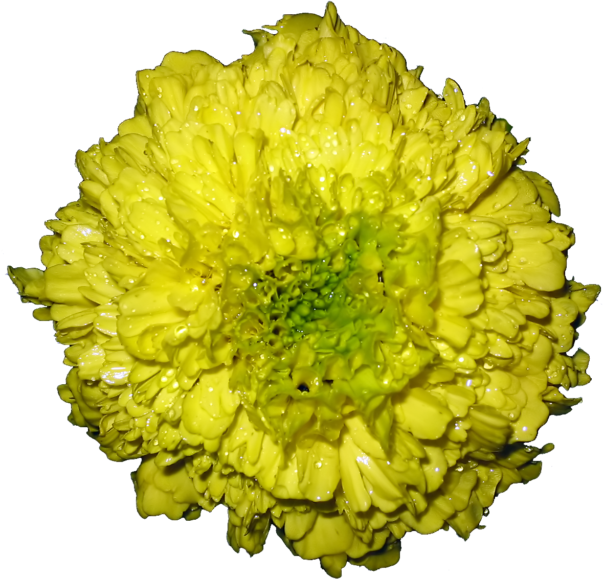 File - Tagetes - Wikimedia Commons (1600x1200), Png Download