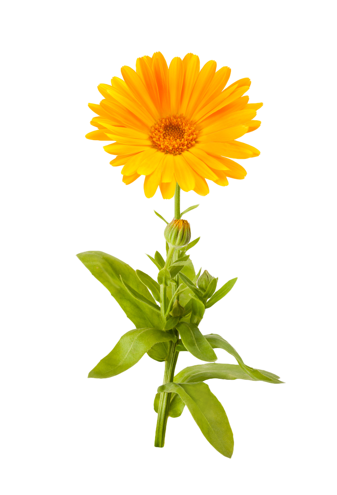 Marigold Flowers Transparent Png Sticker - Png Marigold (680x1000), Png Download