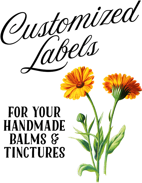 Customizedlabels - Botanical Illustratuin Of Sun Flower (500x633), Png Download