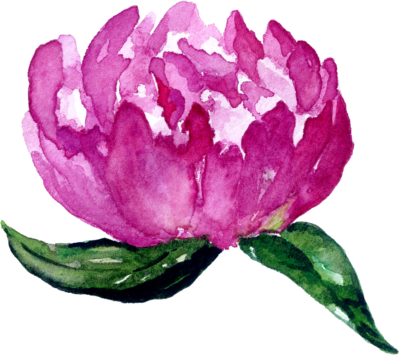 Jana Melinda Photography - Rose (1500x1500), Png Download