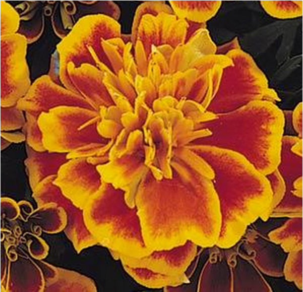 Marigold,french - French Marigold (600x770), Png Download
