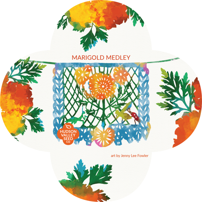 Marigold (700x699), Png Download