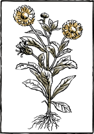 Book Herb04 - Book (330x472), Png Download