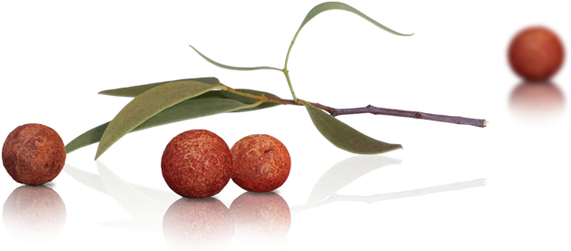 Ayurvedic Care For Oily Skin - Transparent Sandalwood (690x300), Png Download