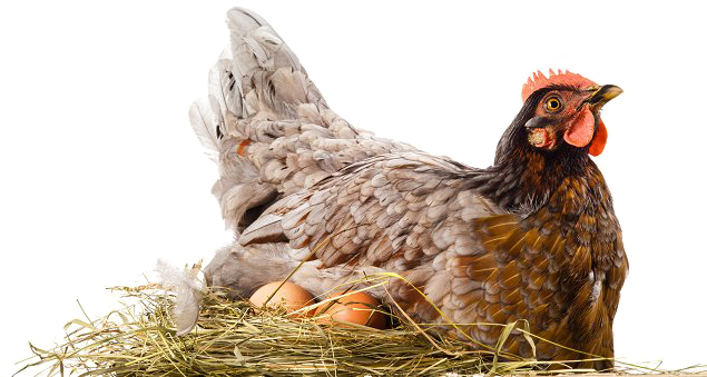 Hen Png File Download Free - Hen On Eggs Png (634x386), Png Download
