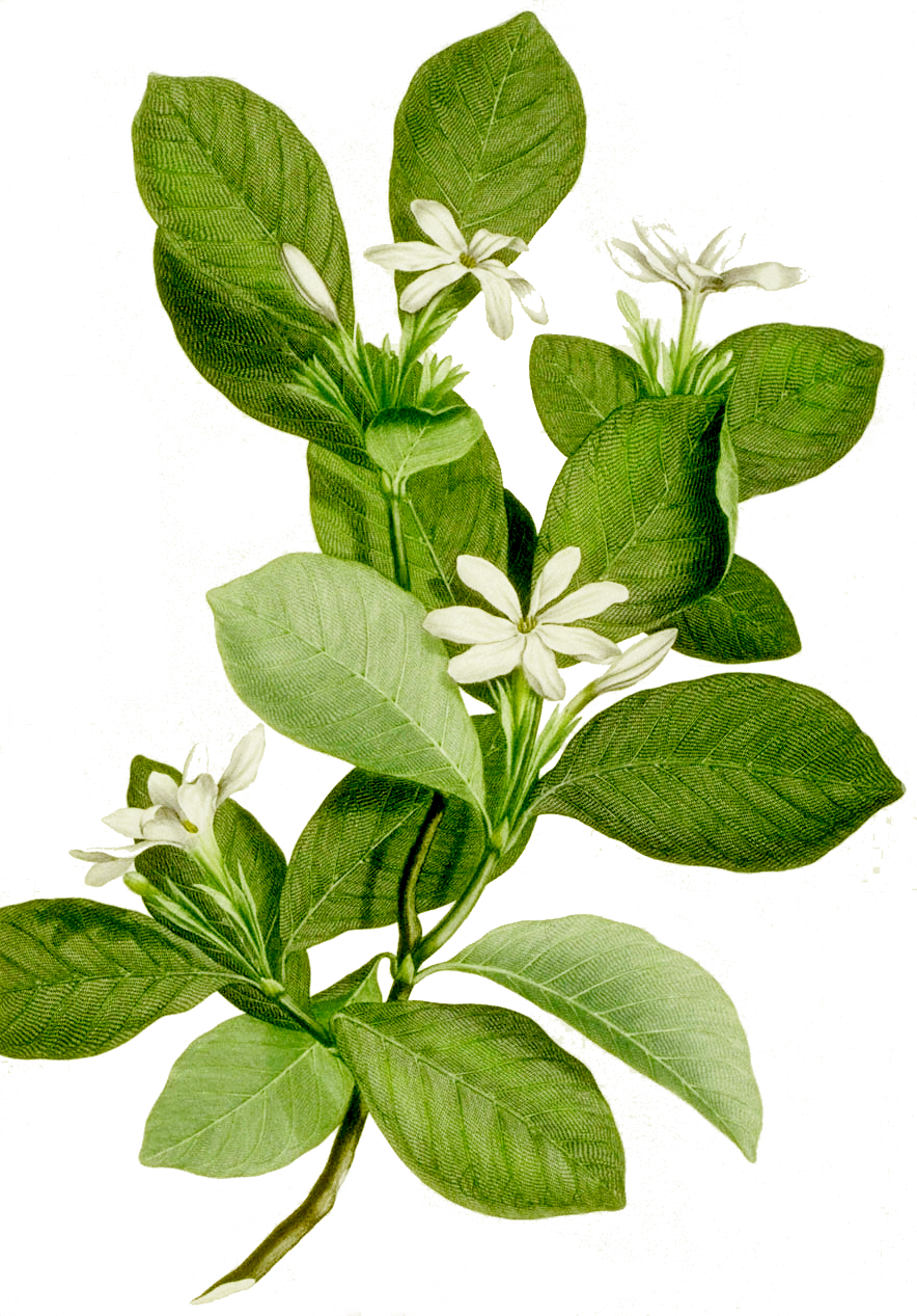 Thiệp Cưới Cao Cấp Acaramia - Tropical Plants Illustration Scientific Png (884x1267), Png Download