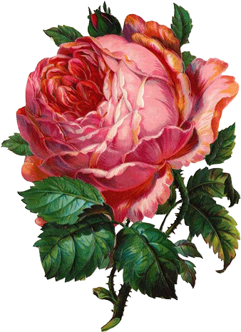 download-vintage-cards-vintage-flower-clip-art-transparent-png