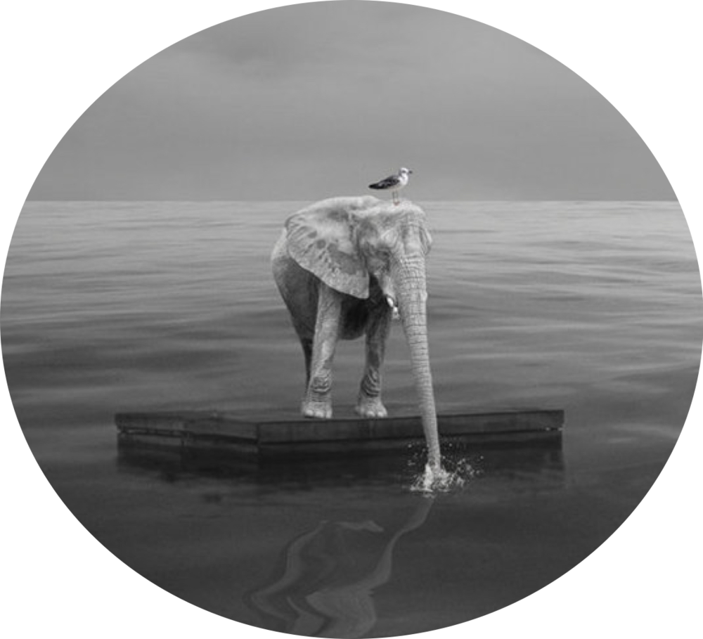 8a59d-img - Reflection (1000x909), Png Download