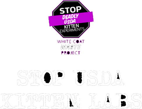 Usda Slaughters 100 Kittens Per Year - Cat (538x436), Png Download