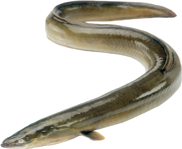 Transparent Eel Full Grown Jpg Free Stock - Vilangu Fish (715x559), Png Download