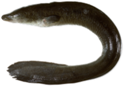 Freshwater Eels Anguilla Reinhardtii And A - Fish Frames Short Fin Eel (500x309), Png Download
