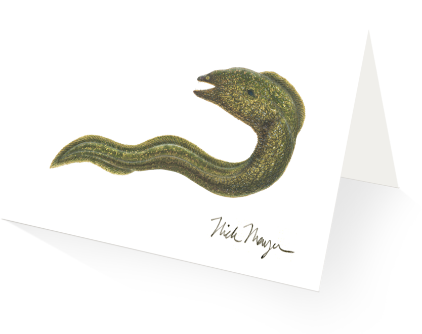 Moray Eel - Serpent (1024x825), Png Download