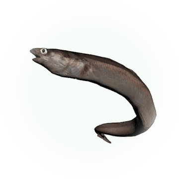 Icon - Conger Eel (360x360), Png Download