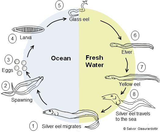 Life Stages For The American Eel - Eel Life Cycle Uk (524x435), Png Download