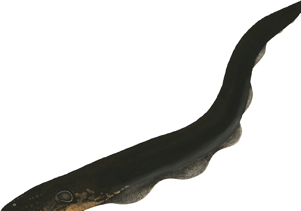 The Average Weight Of The Electric Eel Is 20kg - Tool (1003x691), Png Download