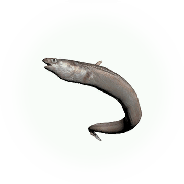Sea Eel Category - Conger Eel (360x360), Png Download