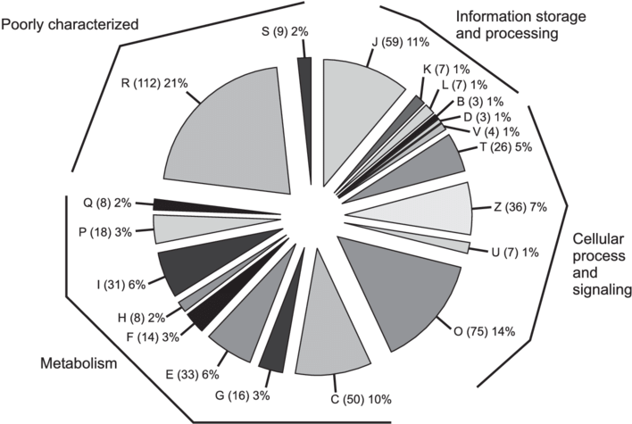 Functional Classification Of The R - Diagram (850x474), Png Download
