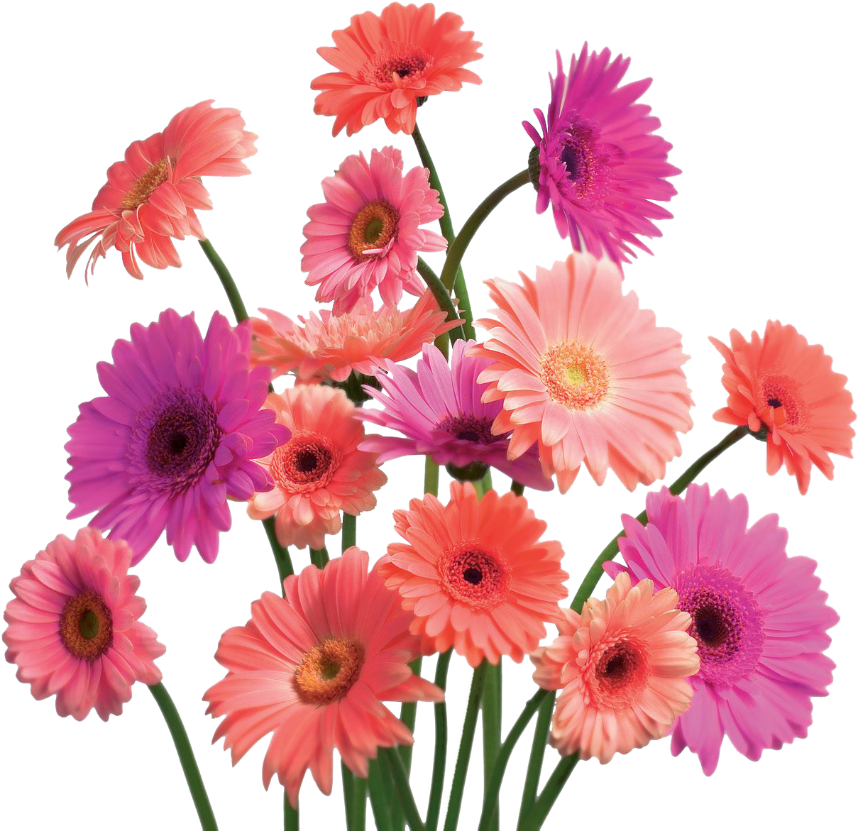 Gerbera Daisy Cluster - Mothers Day Flower Sale (1600x1200), Png Download