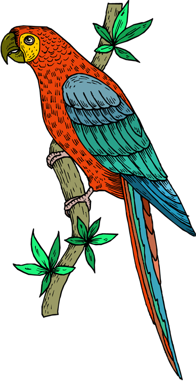 Parrot - Parrot Embroidery (386x750), Png Download