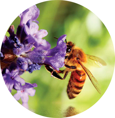 Bee On Flower - Bienen-flower Seregen-impressionistkunst Grußkarte (400x410), Png Download