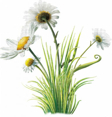 Kathleen Reynolds Grass Flowers - Fleur Des Champs Png (383x400), Png Download