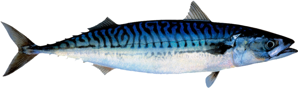 Next - Makrell Fisk (1160x667), Png Download