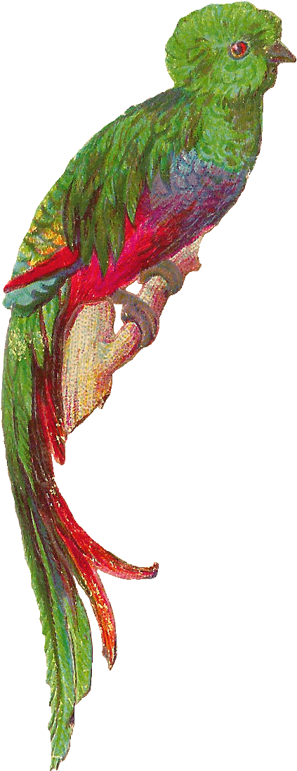 A - Quetzal .png (685x1311), Png Download
