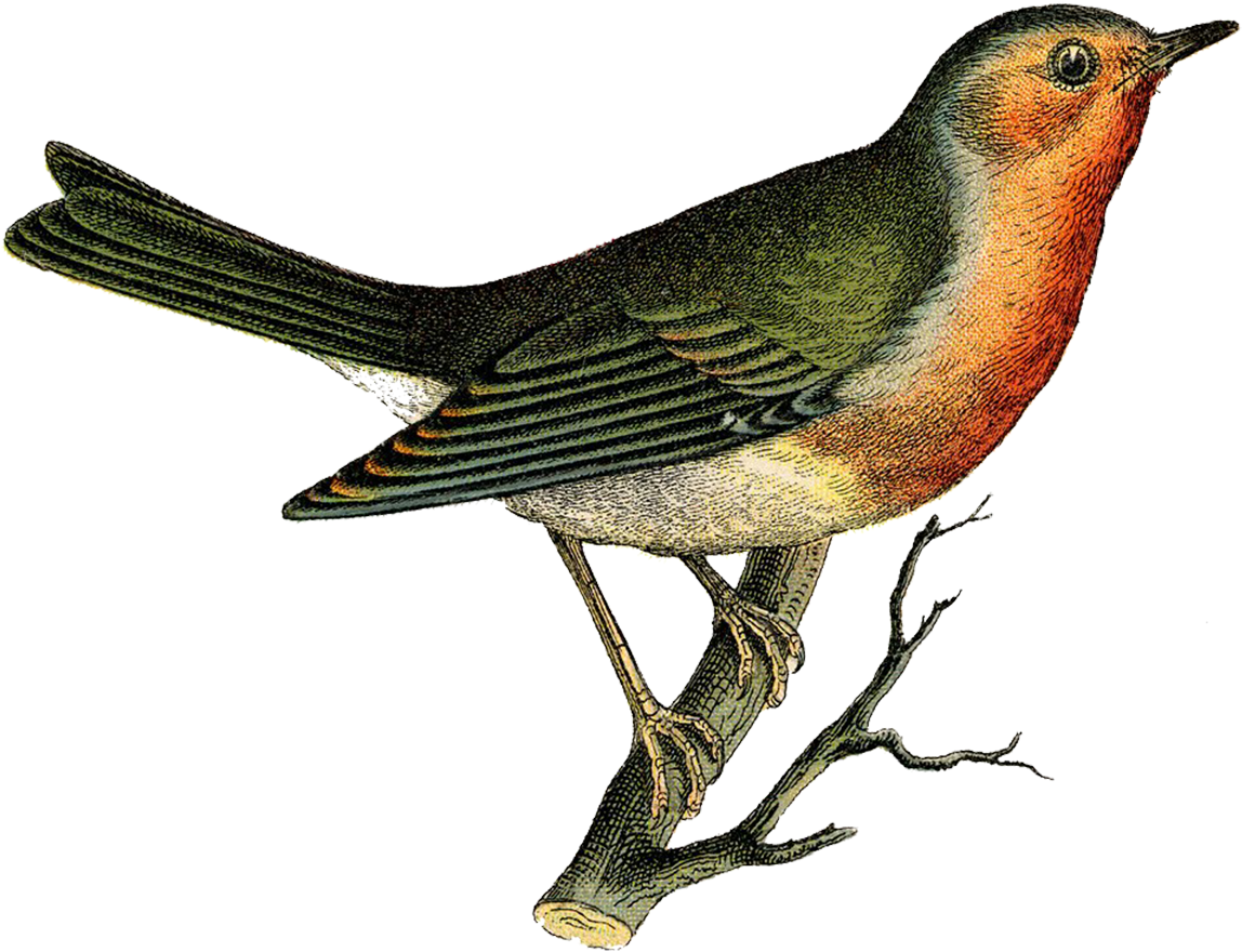 Indian Wedding Clipart Black And White - Bird Vintage (1200x959), Png Download