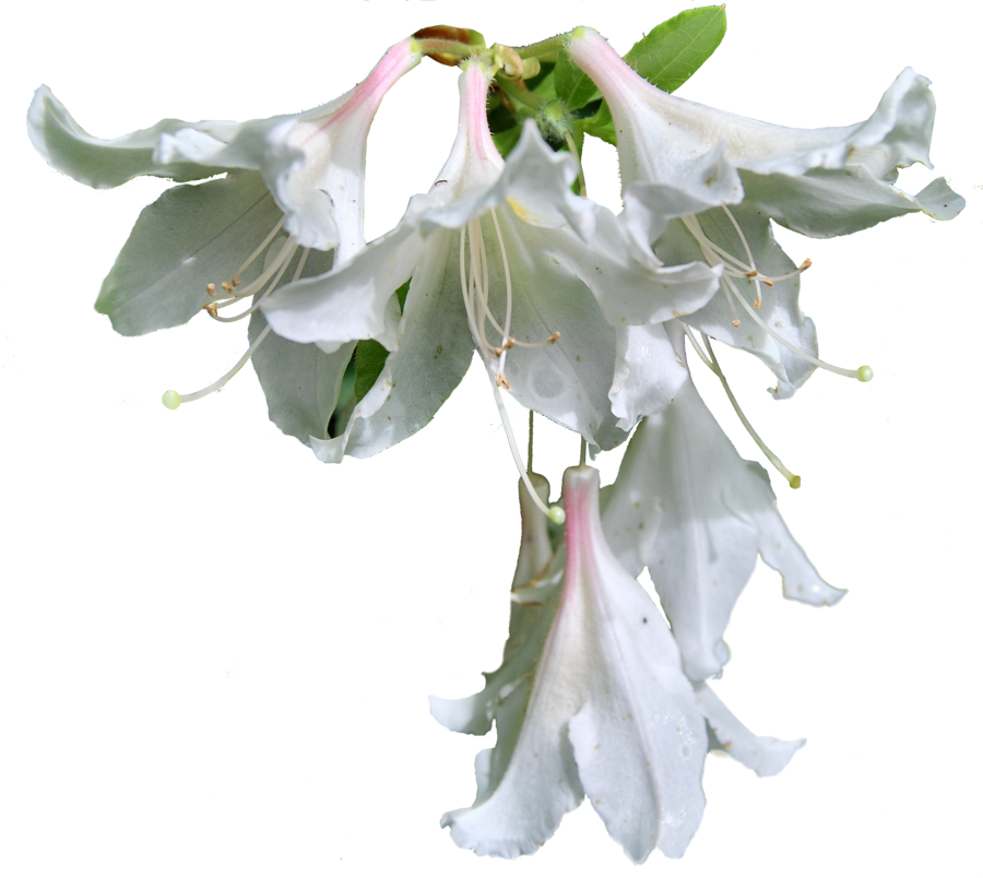 Flowers Png Format - Open Lily Flower Png (900x804), Png Download