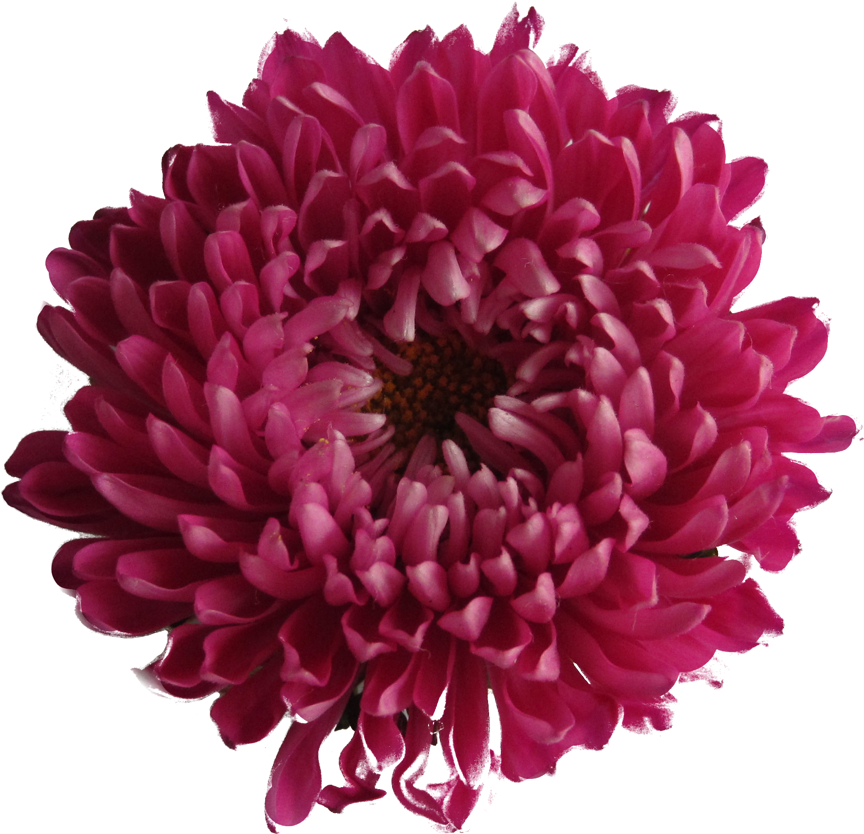 Chrysanthemum - Purple Red Flower Png (2000x2000), Png Download