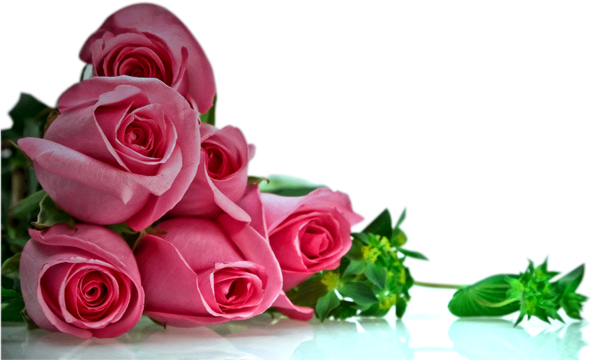 Single Rose Png Transpa Image Resolution 385 X 419 - Happy Anniversary Wishes (900x563), Png Download