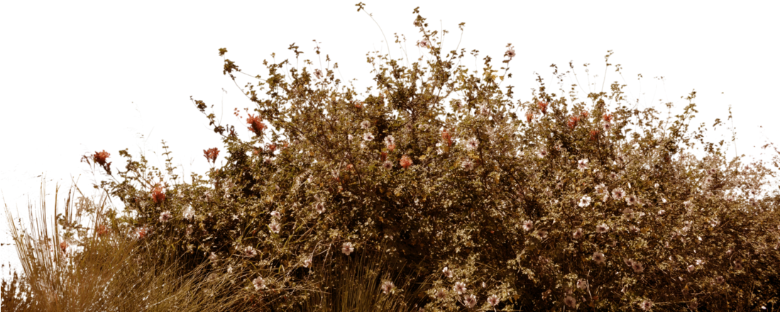 Bushes Png (1098x727), Png Download