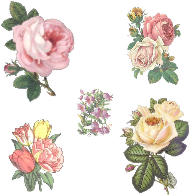 Bellflower Png Transparent Images - Pink Rose Transparent Background (720x720), Png Download