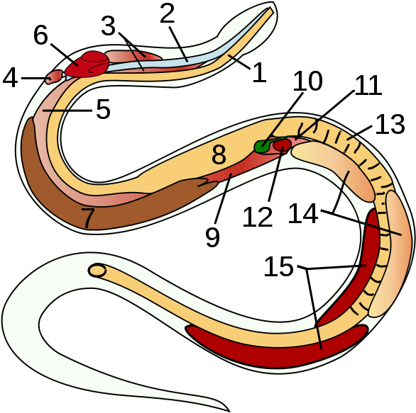 Anatomy Of A Snake - Snake's Heart (600x590), Png Download