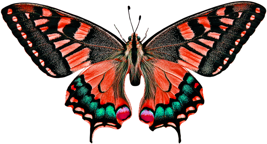 - Butterfly Pics - Butterfly Essay In Hindi (960x567), Png Download
